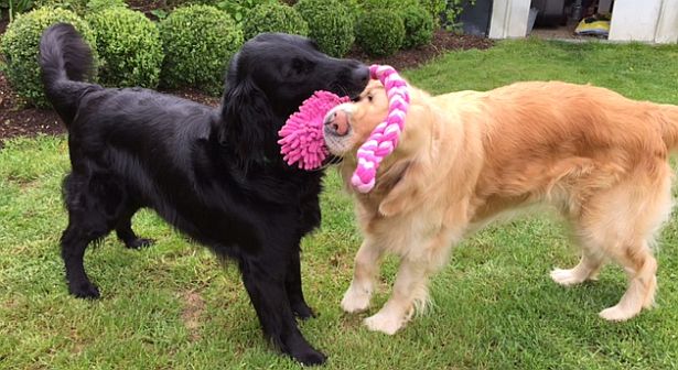 Unsere beiden Schulhunde Emma und Charly